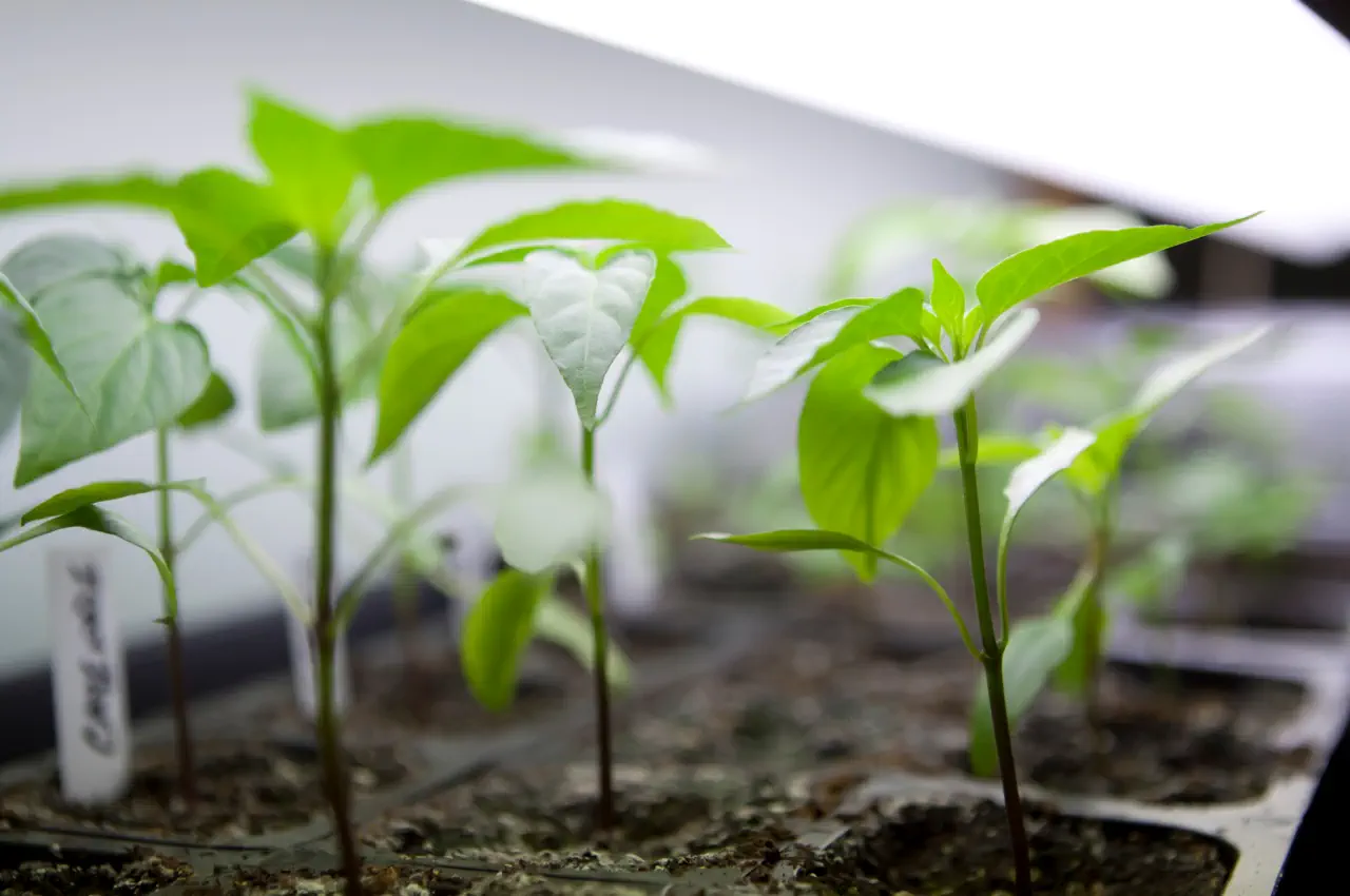 Why Use A Grow Light When Germinating Your Seeds Indoors